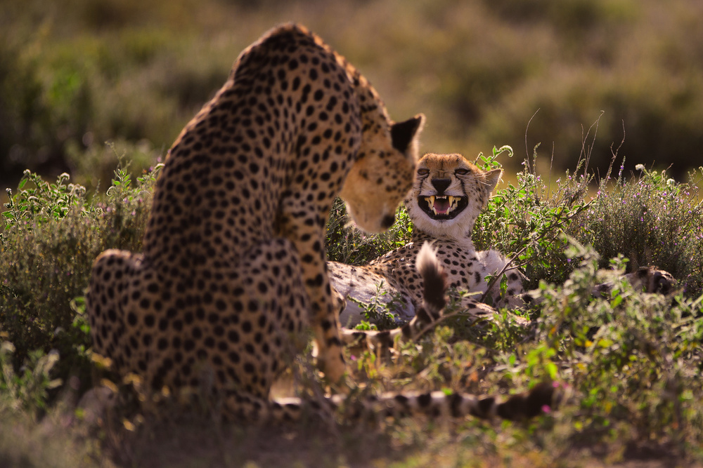 Stay Away von Mohammed Alnaser