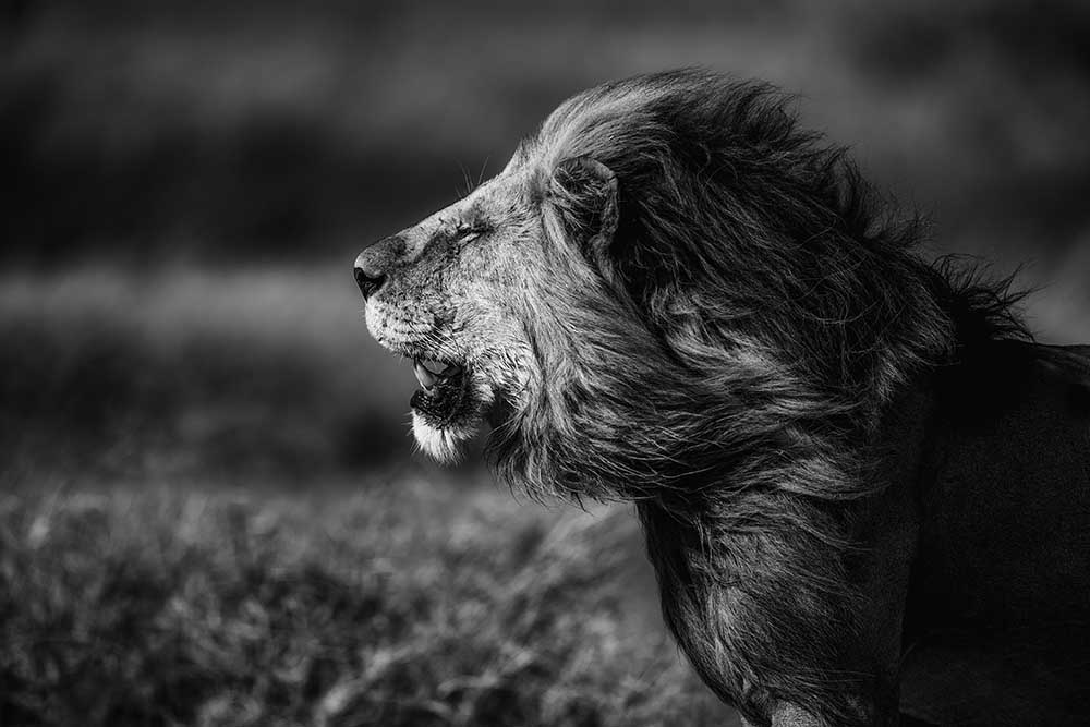 Brise von Mohammed Alnaser