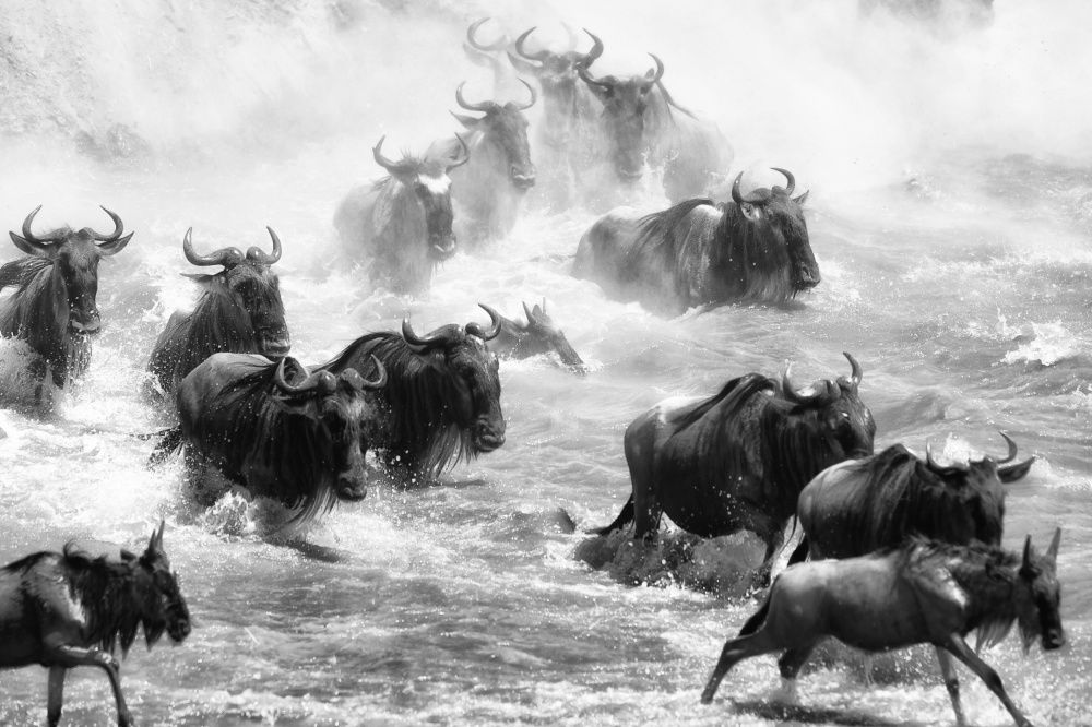 The crossing von Mohammed Alnaser