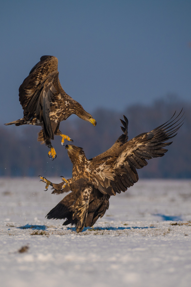 That Jump von Mohammed Alnaser
