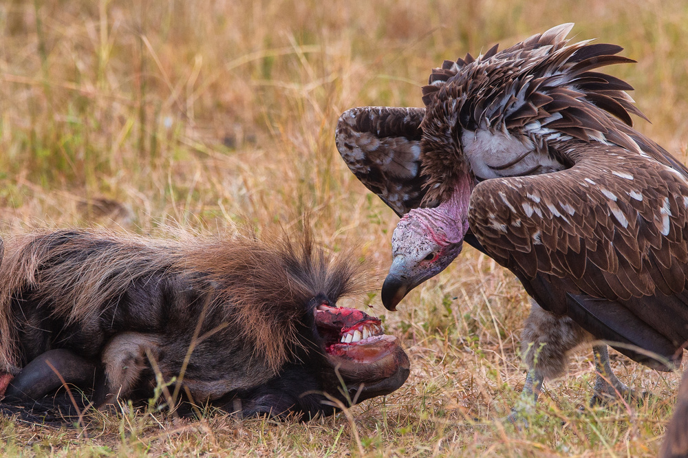 You OK? von Mohammed Alnaser