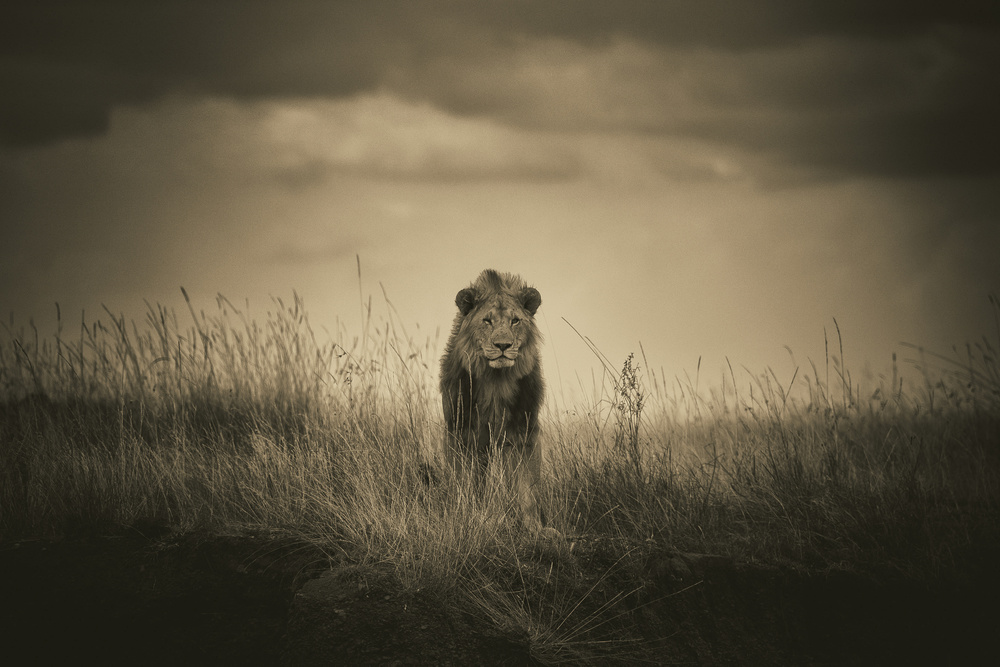 One-Eye Beast von Mohammed Alnaser