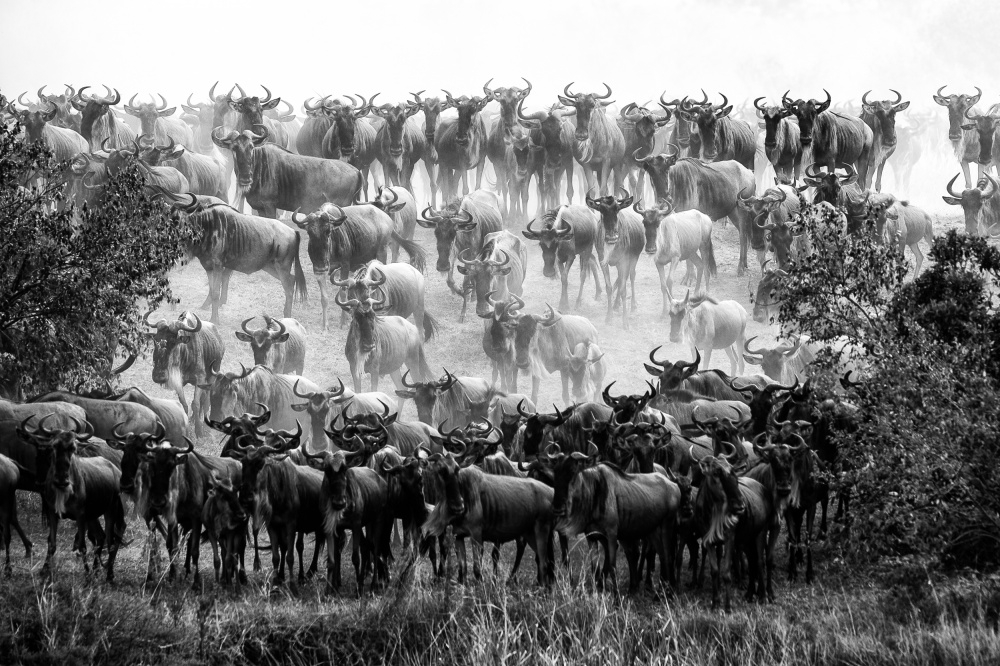 Rise von Mohammed Alnaser