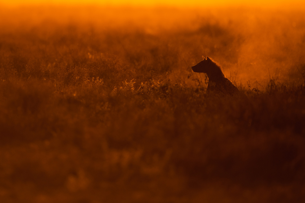 Carnivore von Mohammed Alnaser