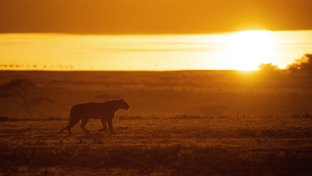 Ms. Sunshine von Mohammed Alnaser