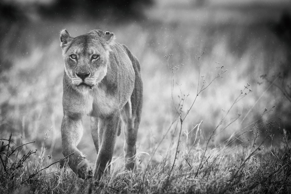 Dangerous Approach von Mohammed Alnaser