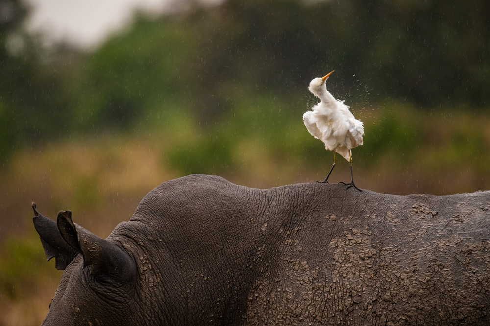 Companions von Mohammed Alnaser