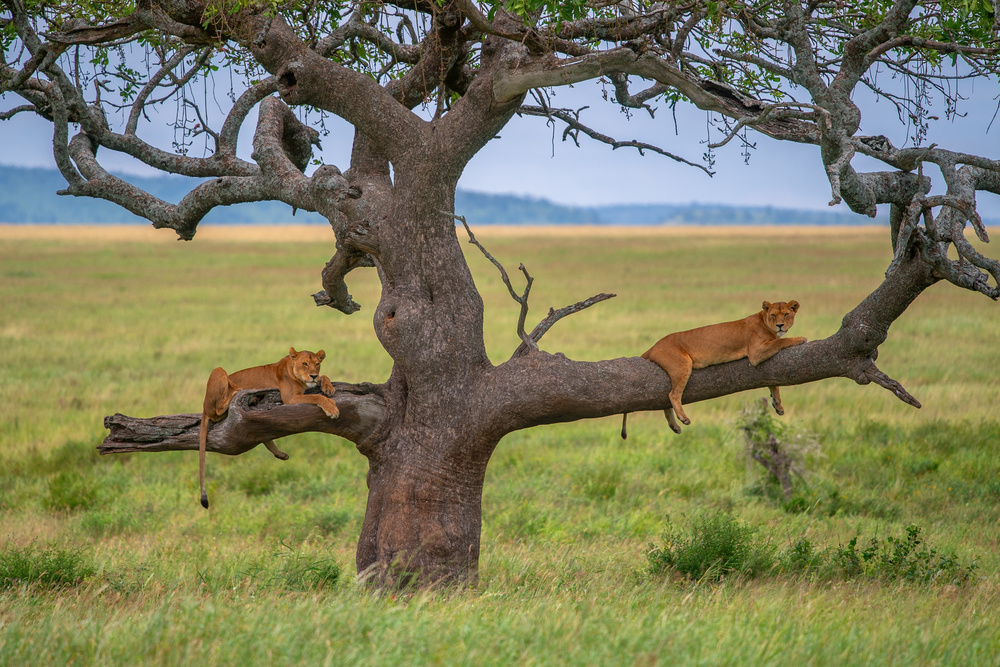 Balance von Mohammed Alnaser