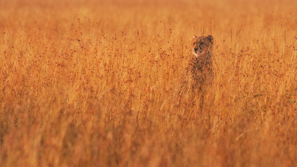 Golden Boy von Mohammed Alnaser