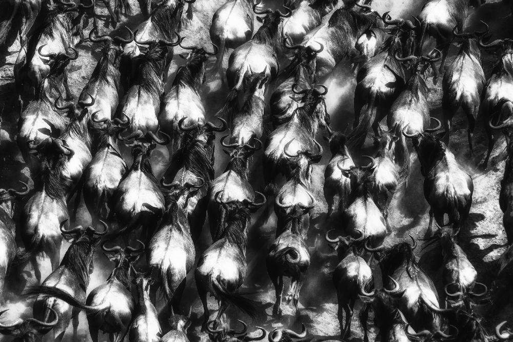 Große Flucht von Mohammed Alnaser