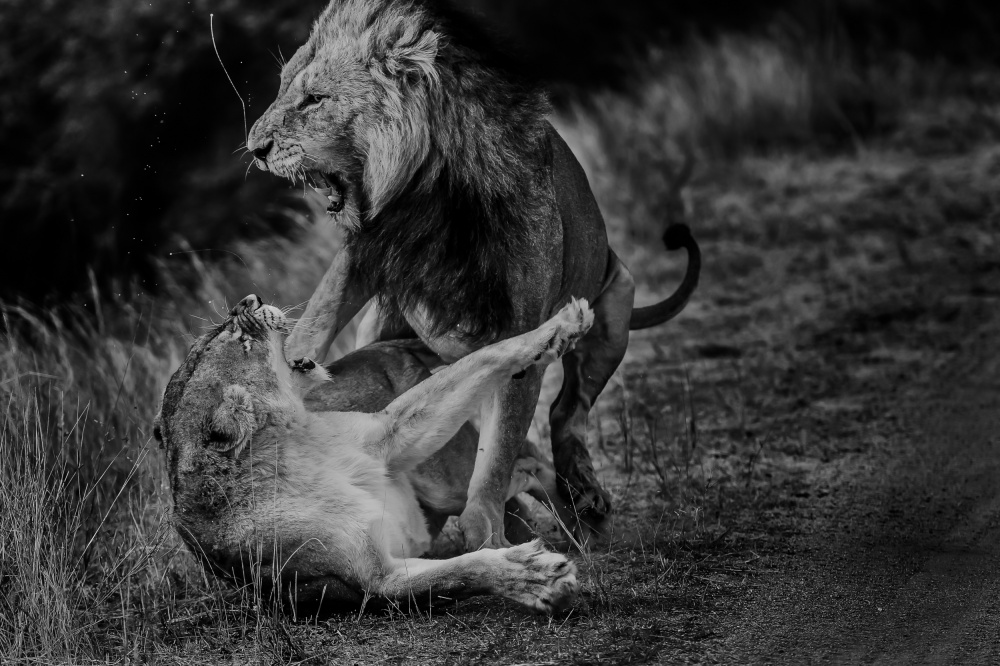 Rough Business von Mohammed Alnaser