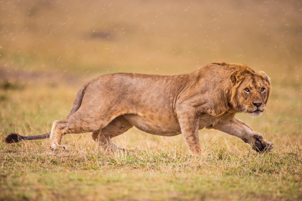 Stealth von Mohammed Alnaser