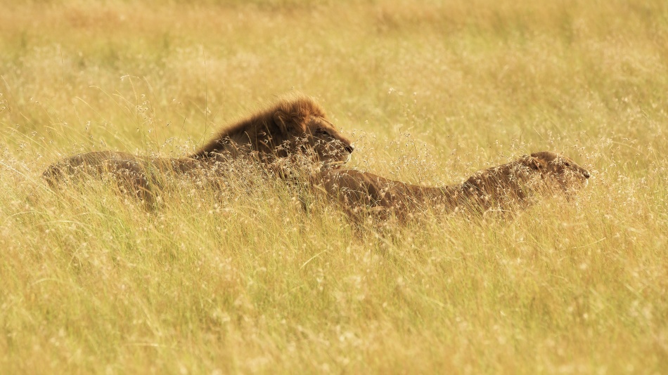 Her Guardian von Mohammed Alnaser