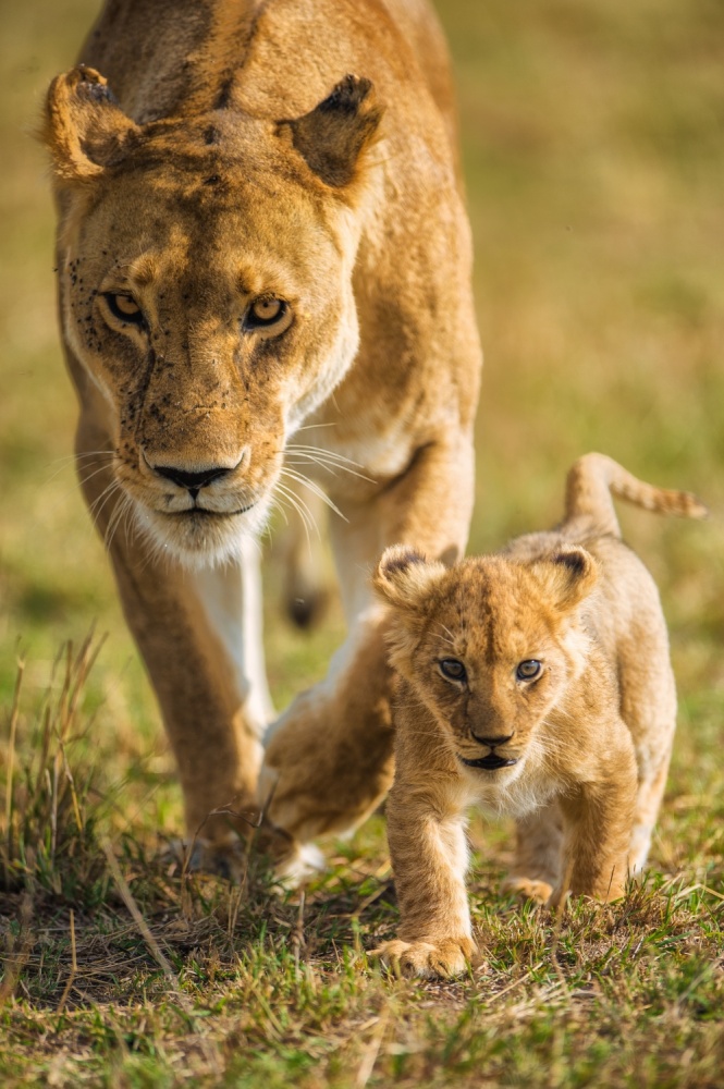 Into the future von Mohammed Alnaser