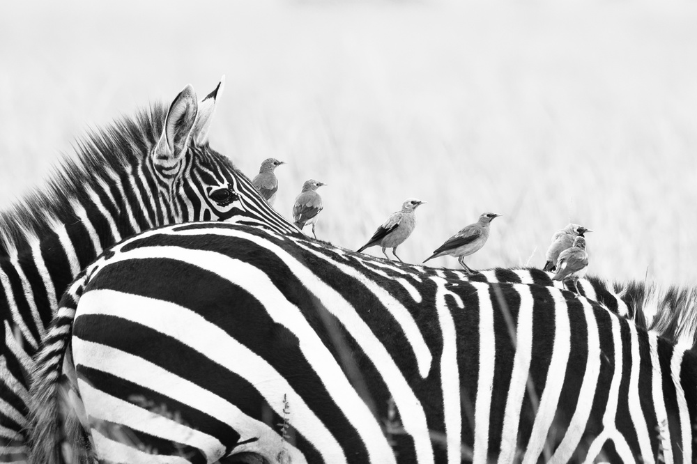 In order von Mohammed Alnaser