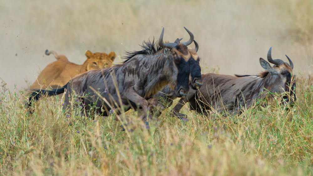 Hunting Mode von Mohammed Alnaser