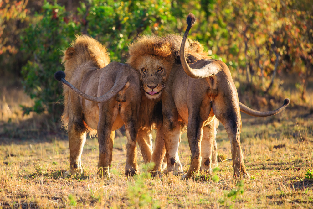 Boys von Mohammed Alnaser