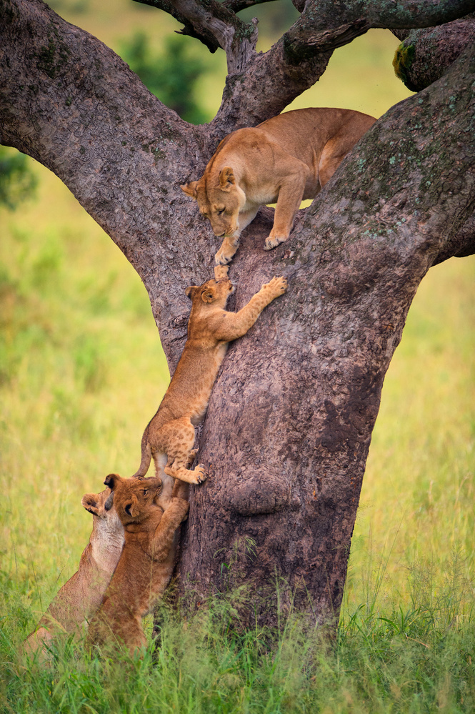 Climbing Cub von Mohammed Alnaser