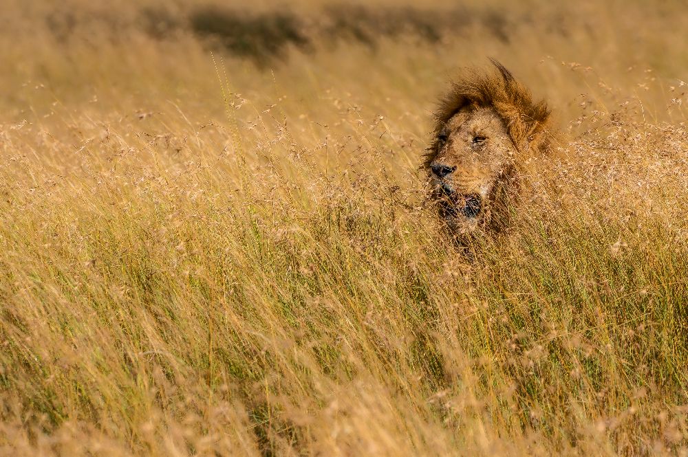 KÖNIG von Mohammed Alnaser