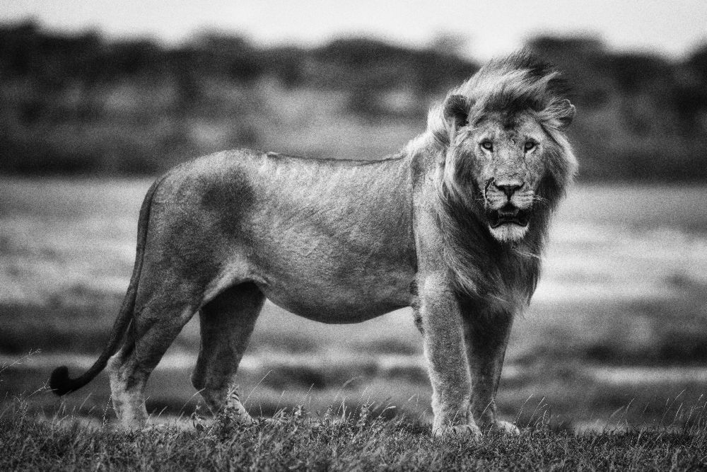 Königliche Haltung von Mohammed Alnaser