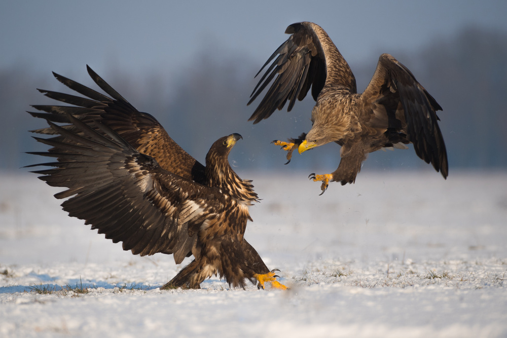 Charger von Mohammed Alnaser