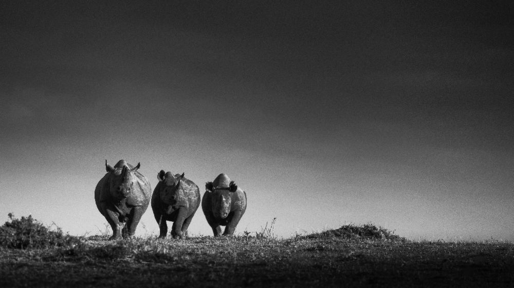 Leistung von Mohammed Alnaser