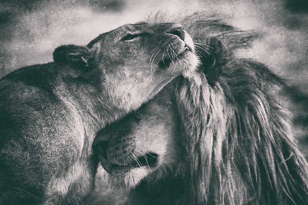 Liebe von Mohammed Alnaser