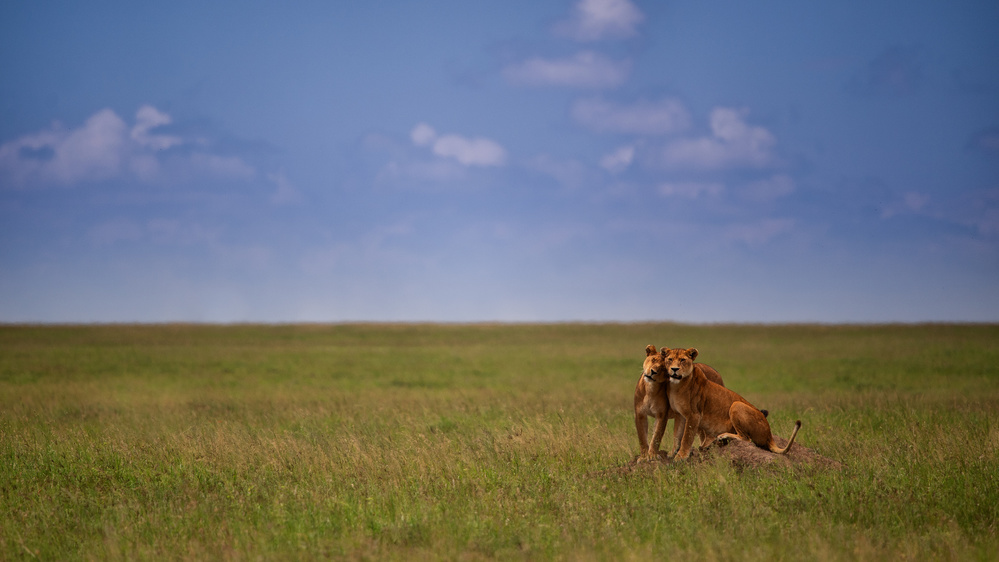 My back von Mohammed Alnaser