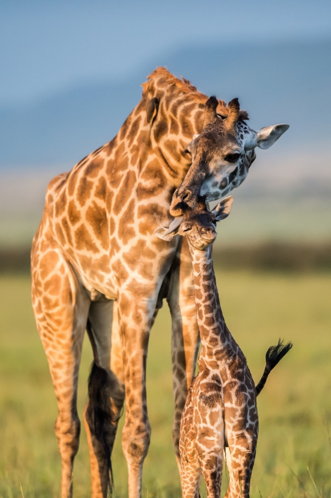 Mom Love von Mohammed Alnaser