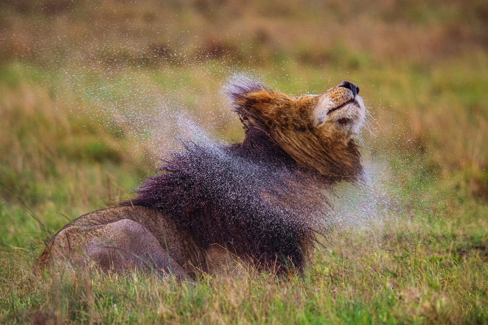 Scar Shake von Mohammed Alnaser