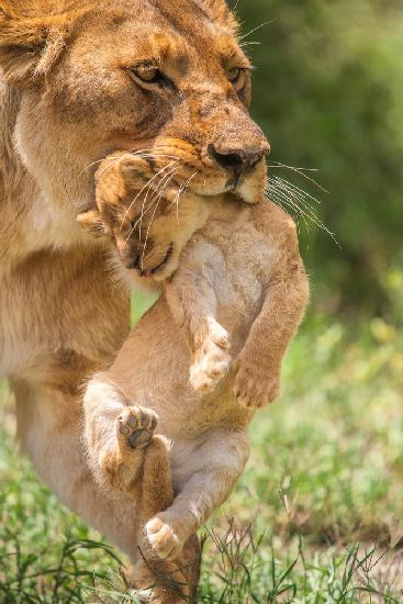 Cuteness transported