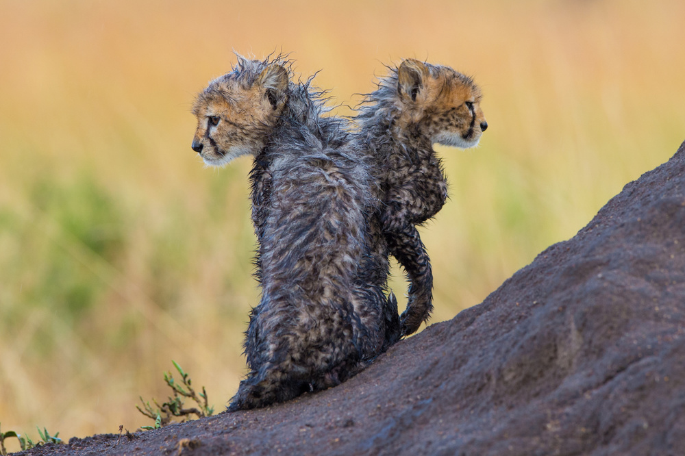 Furry and Wild von Mohammed Alnaser