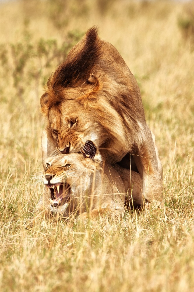 Agony von Mohammed Alnaser