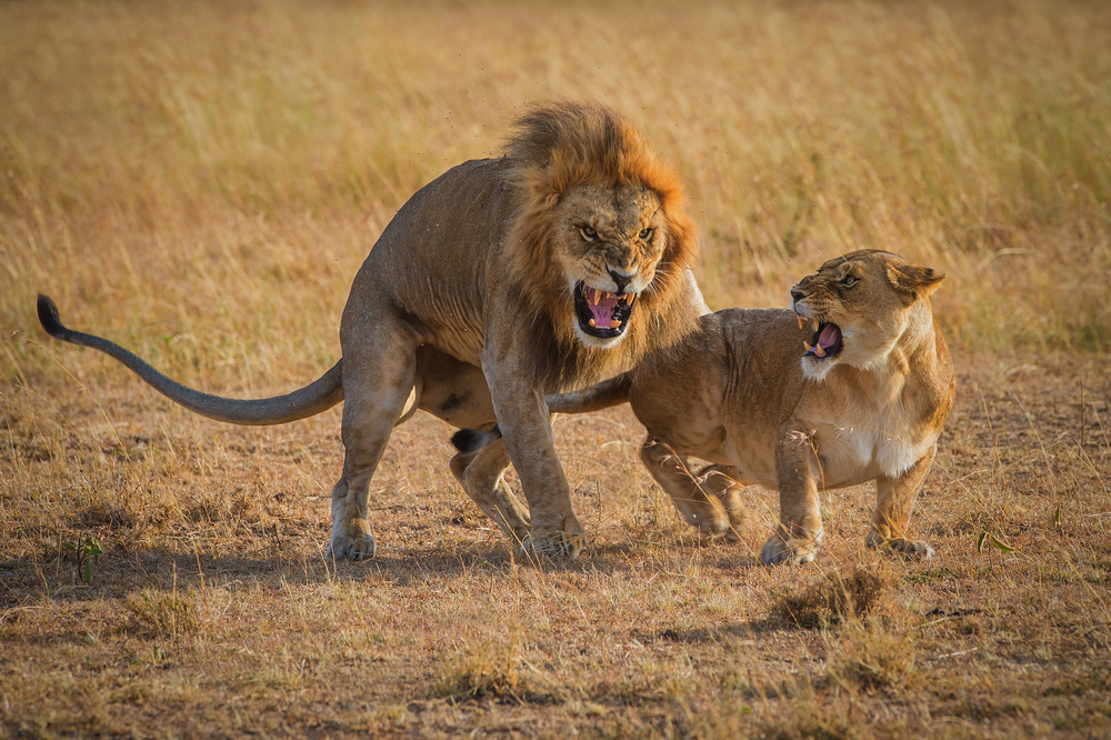 Ruuuun von Mohammed Alnaser