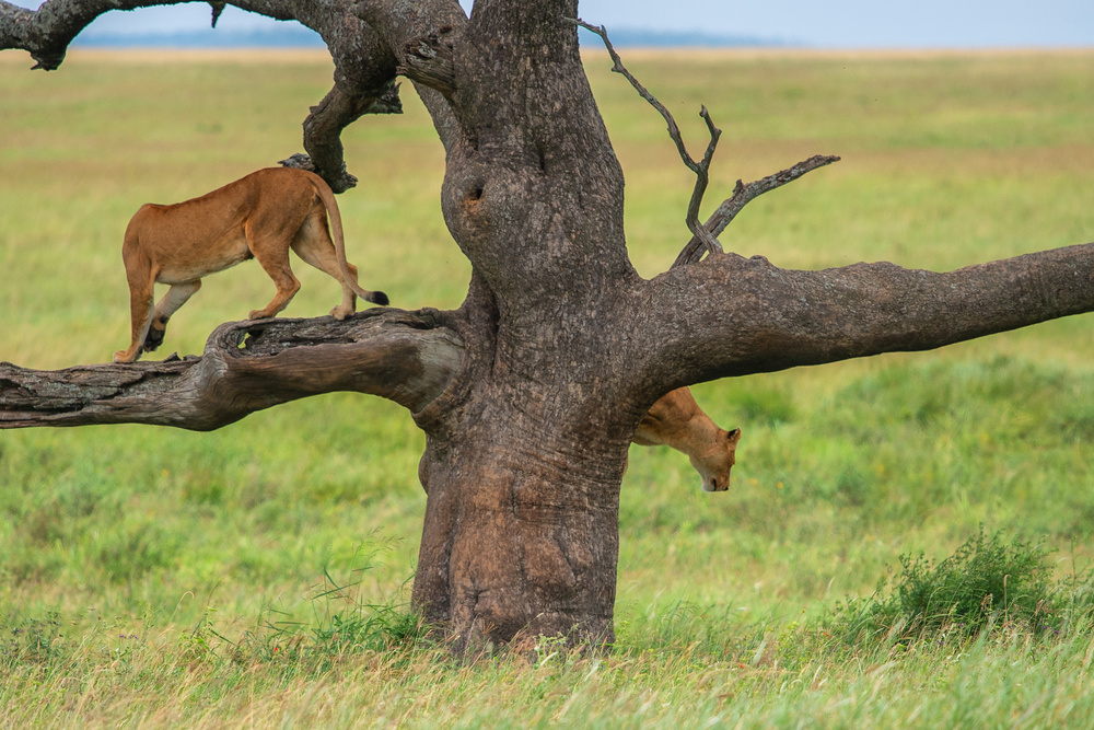 Switch von Mohammed Alnaser