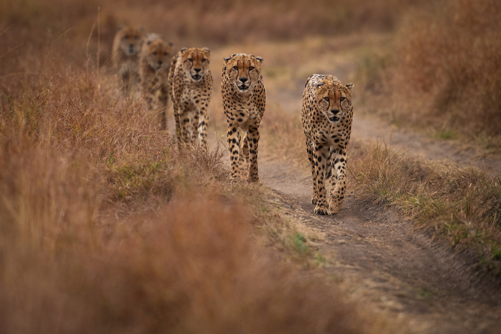 Fast Five von Mohammed Alnaser