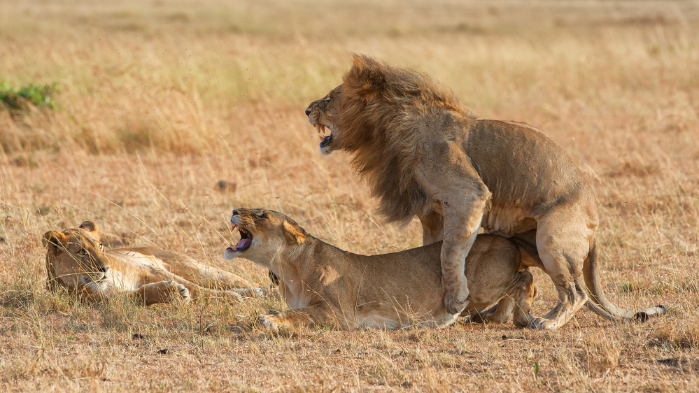 Weird von Mohammed Alnaser