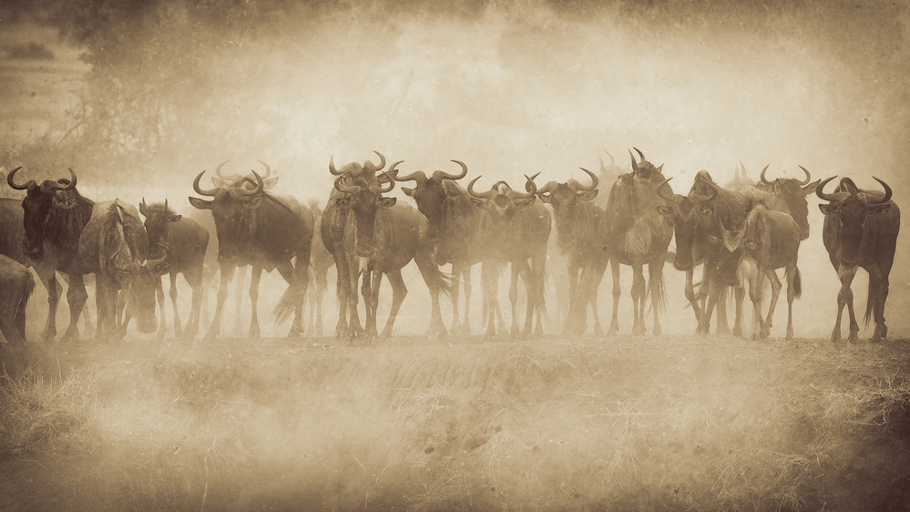Serengeti Shall Not Die von Mohammed Alnaser