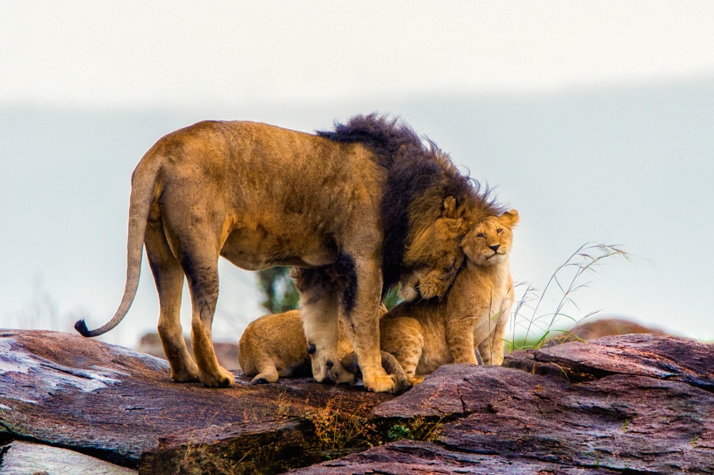 Pride von Mohammed Alnaser