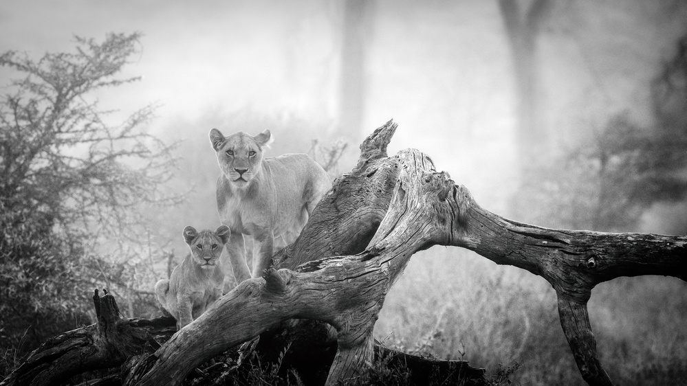 Pride of Africa von Mohammed Alnaser