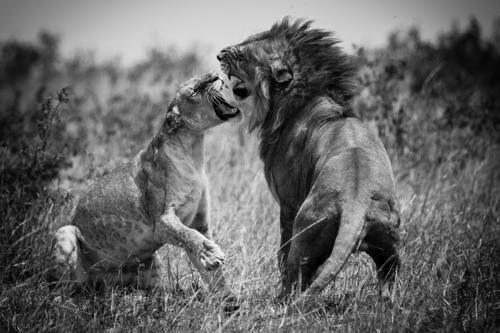 Typical Couple von Mohammed Alnaser