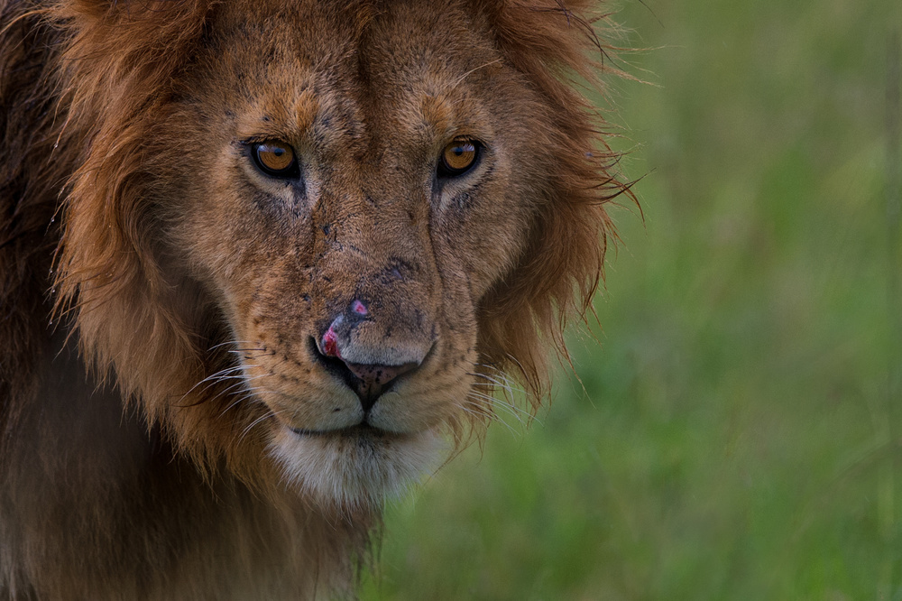 Hurt von Mohammed Alnaser