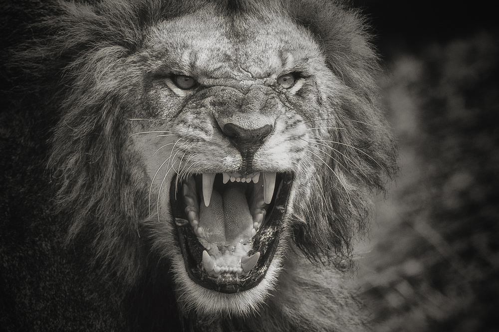 Mad King von Mohammed Alnaser