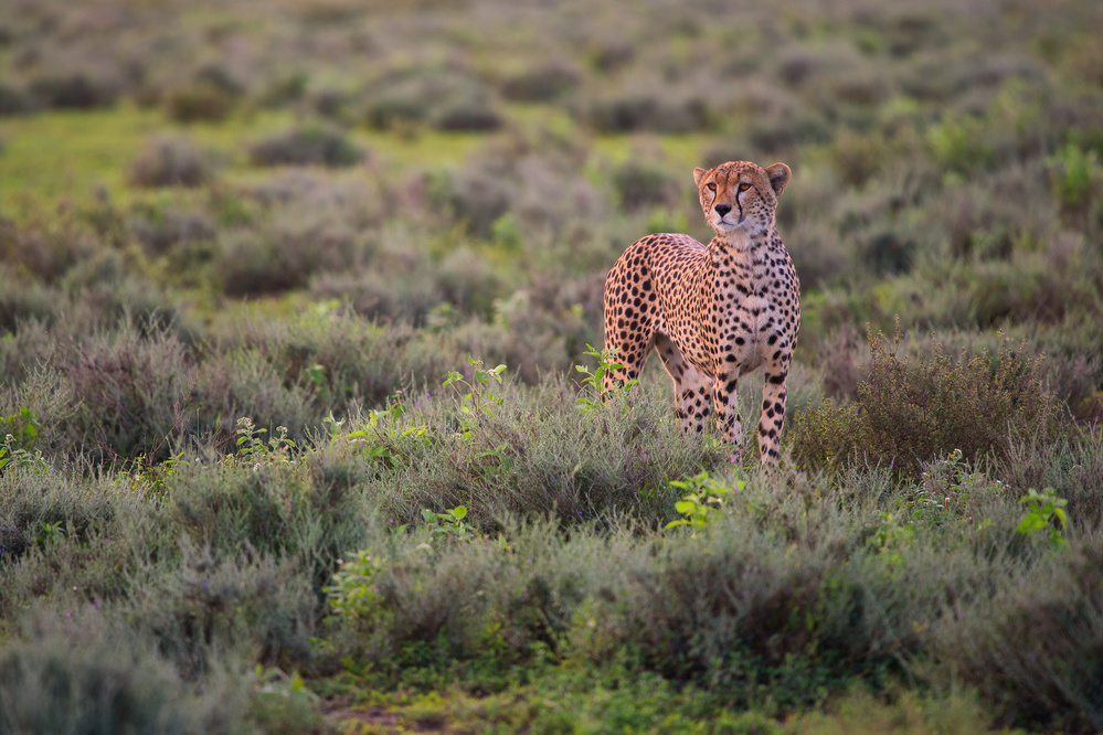 Careful Pose von Mohammed Alnaser