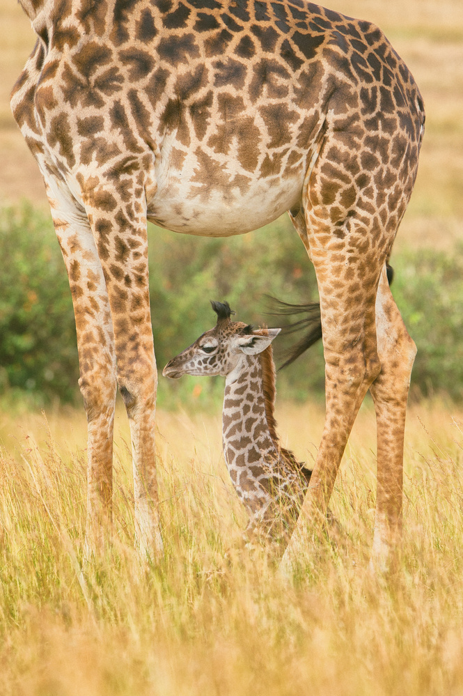 Guardian von Mohammed Alnaser