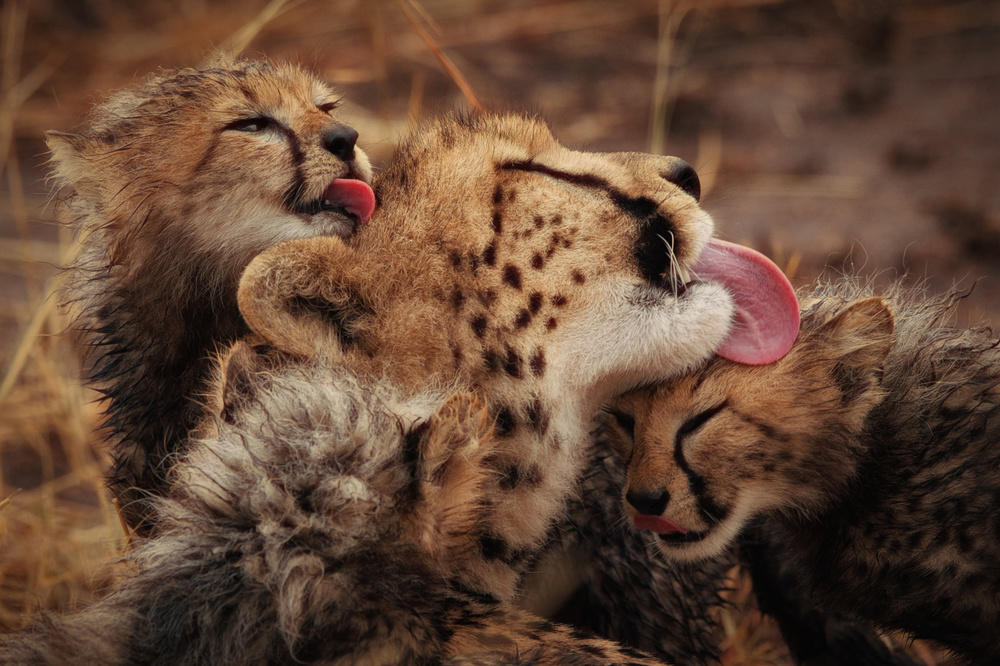 Turns von Mohammed Alnaser