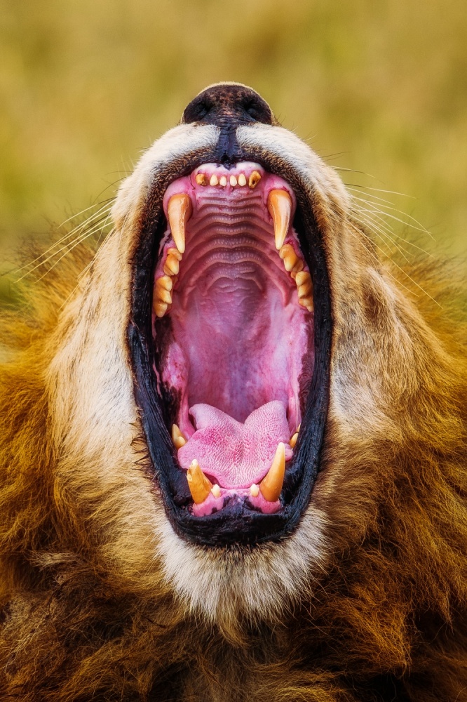 Wild Cave von Mohammed Alnaser