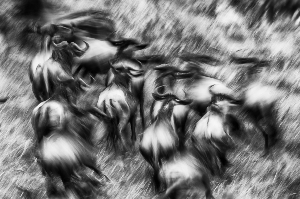 Wild Run von Mohammed Alnaser