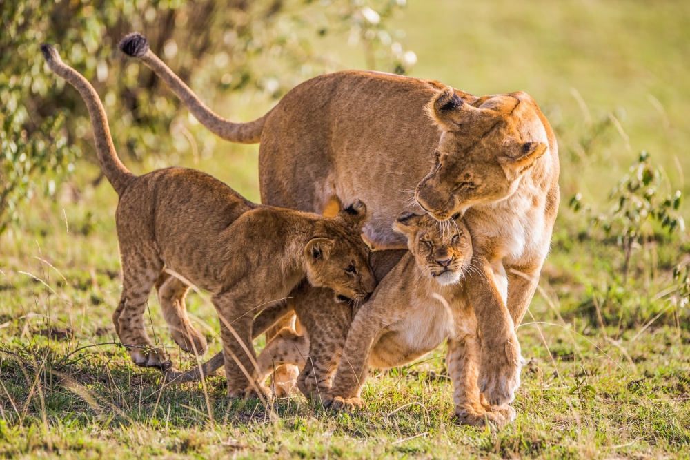 Tender von Mohammed Alnaser