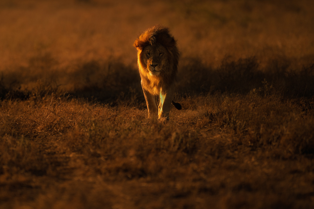 Centered von Mohammed Alnaser